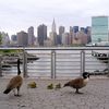 "Threat To Aviation Safety": 2,000 City Geese To Be Eliminated